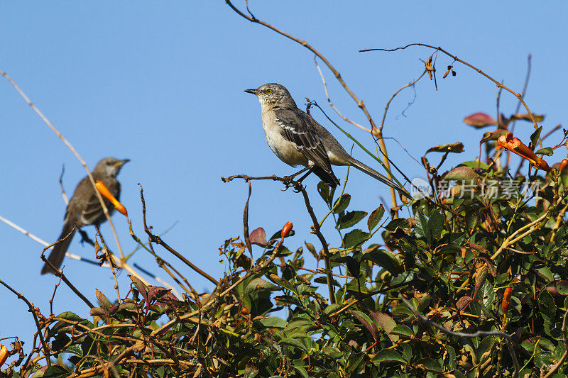 北方知更鸟（Mimus polyglottos）